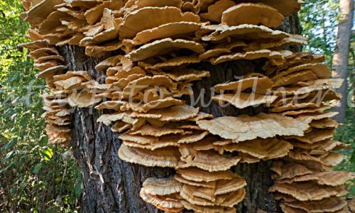 Schwefelporling an Weide Foto W. Willner_7506