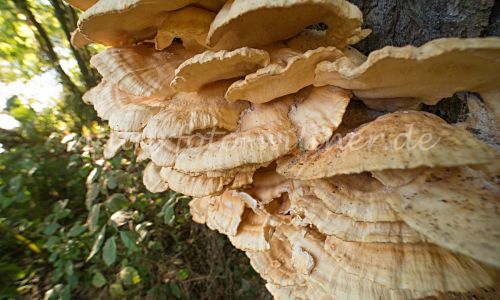 Schwefelporling an Weide Foto W. Willner_7512