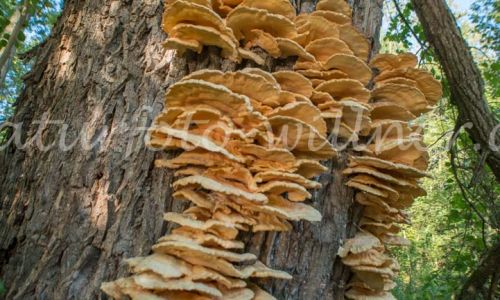 Schwefelporling an Weide Foto W. Willner_7515