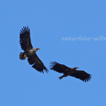 Seeadler 5 Foto W. Willner
