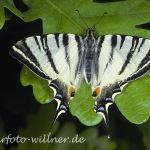 Segelfalter 5 Foto W. Willner