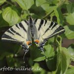 Segelfalter Iphiclides podalirius) 35 Foto W. Willner