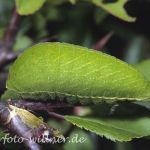 Segelfalterraupe 13 Foto W. Willner