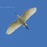 Seidenreiher 11 Foto W. Willner