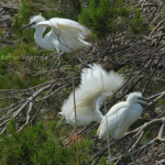 Seidenreiher 14 Foto W. Willner