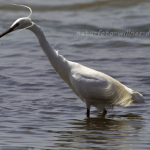 Seidenreiher 5 Foto W. Willner