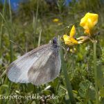 Senfweißling (Leptidea sinapis) 1 Foto W. Willner
