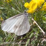 Senfweißling (Leptidea sinapis) 2 Foto W. Willner
