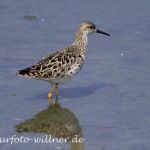 Sichelstrandläufer (Calidris ferruginea)