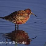Sichelstrandläufer (Calidris ferruginea)
