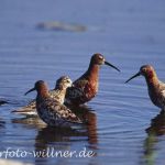 Sichelstrandläufer (Calidris ferruginea)