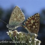 Silbergrüne Bläulinge (Lysandra coridon) 40 Foto W. Willner