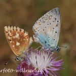 Silbergrüne Bläulinge (Lysandra coridon) Foto W. Willner-17