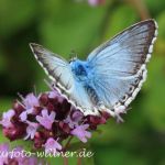 Silbergrüne Bläulinge (Lysandra coridon) Foto W. Willner-21