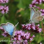 Silbergrüne Bläulinge (Lysandra coridon) Foto W. Willner-25