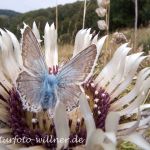 Silbergrüne Bläulinge (Meleagris coridon) 17 Foto W. Willner