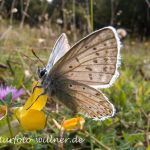 Silbergrüne Bläulinge (Meleagris coridon) 22 Foto W. Willner