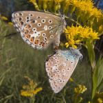 Silbergrüne Bläulinge (Meleagris coridon) 26 Foto W. Willner