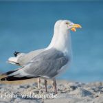 Silbermöwe (Larus argentatus) Foto W. Willner _6386