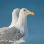 Silbermöwe (Larus argentatus) Foto W. Willner _6396