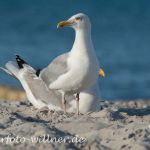 Silbermöwe (Larus argentatus) Foto W. Willner _6405
