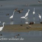 Silberreiher 14 Foto W. Willner