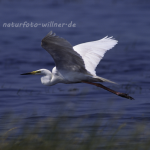 Silberreiher Foto W. Willner1