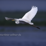 Silberreiher Foto W. Willner11