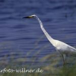 Silberreiher (Casmerodius albus)