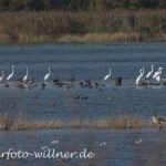 Silberreiher Foto W. Willner23