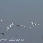 Silberreiher Foto W. Willner24