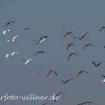 Silberreiher Foto W. Willner37