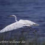 Silberreiher (Casmerodius albus)