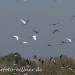 Silberreiher Foto W. Willner42