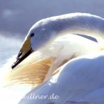 Singschwan (Cygnus cygnus)