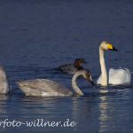 Singschwan 16 Foto W. Willner