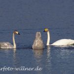 Singschwan 19 Foto W. Willner