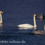 Singschwan 7 Foto W. Willner