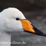 Singschwan Foto W. Willner14