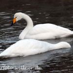 Singschwan Foto W. Willner20