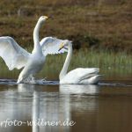 Singschwänne 2-Varanger- 06.2007. Naturfoto Willner