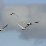 Singschwänne im Flug.Varanger. 06.2007