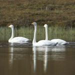 Singschwänne.Varanger. 06.2007.Foto