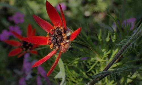 Sommer-Adonisröschen (Adonis aestivalis) Naturfoto Willner P5030004
