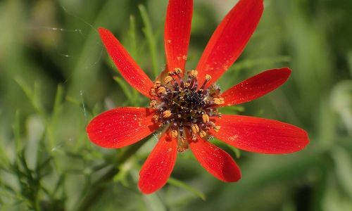 Sommer-Adonisröschen (Adonis aestivalis) Naturfoto Willner P5030012