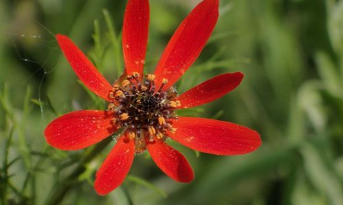 Sommer-Adonisröschen (Adonis aestivalis) Naturfoto Willner P5030013