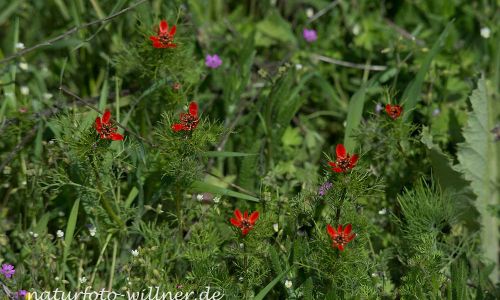 Sommer-Adonisröschen (Adonis aestivalis), Naturfoto WillnerDSC_0616