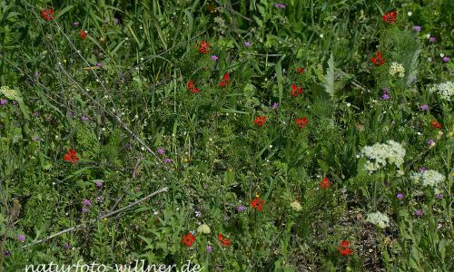 Sommer-Adonisröschen (Adonis aestivalis), Naturfoto WillnerDSC_0618