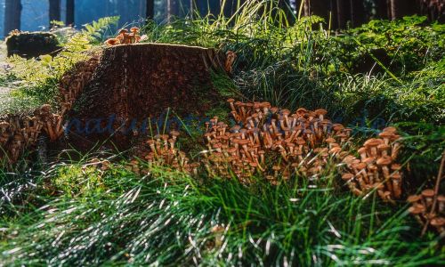 Sparriger Schüppling Pholiota squarrosa Foto W. Willner_7864