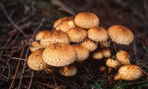 Sparriger Schüppling Pholiota squarrosa Foto W. Willner_7866